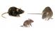 Differencier rongeurs rats et souris