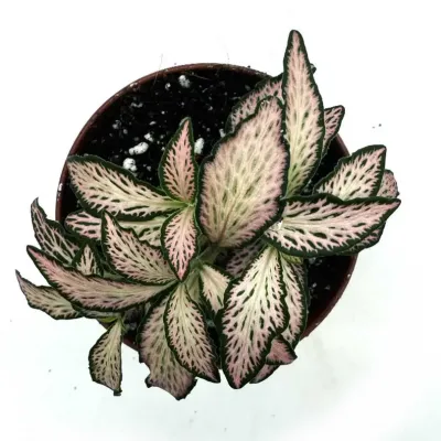 Fittonia mosaic zalm forest flame 2