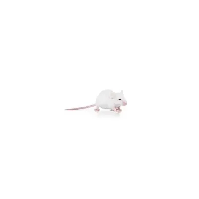 Souris sauteuses de 7 9g